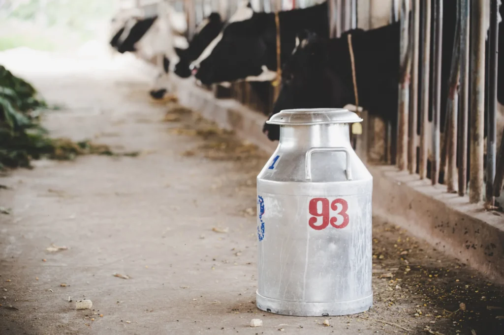 Close up view bucket milking cows animal barn