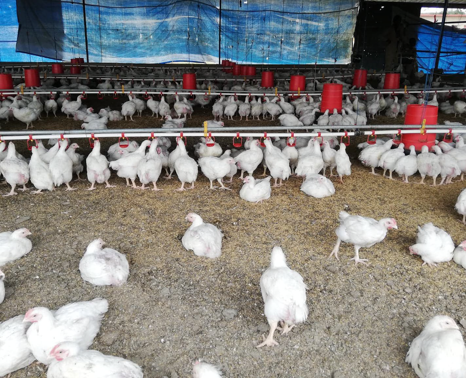 Poultry Business Opportunity Report