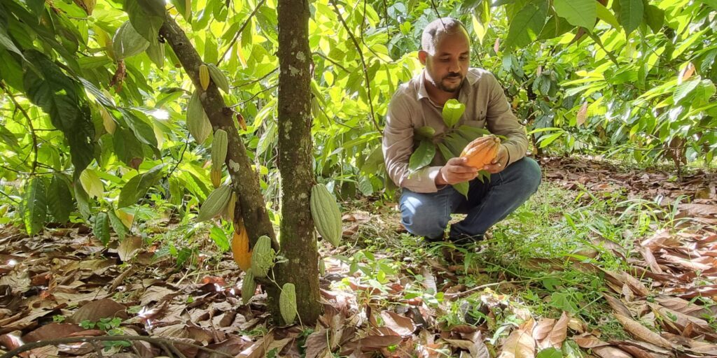 Cocoa Factsheet