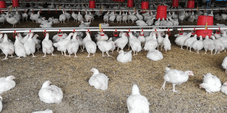 Poultry BOR