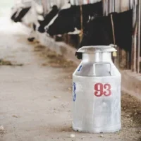 close-up-view-bucket-milking-cows-animal-barn